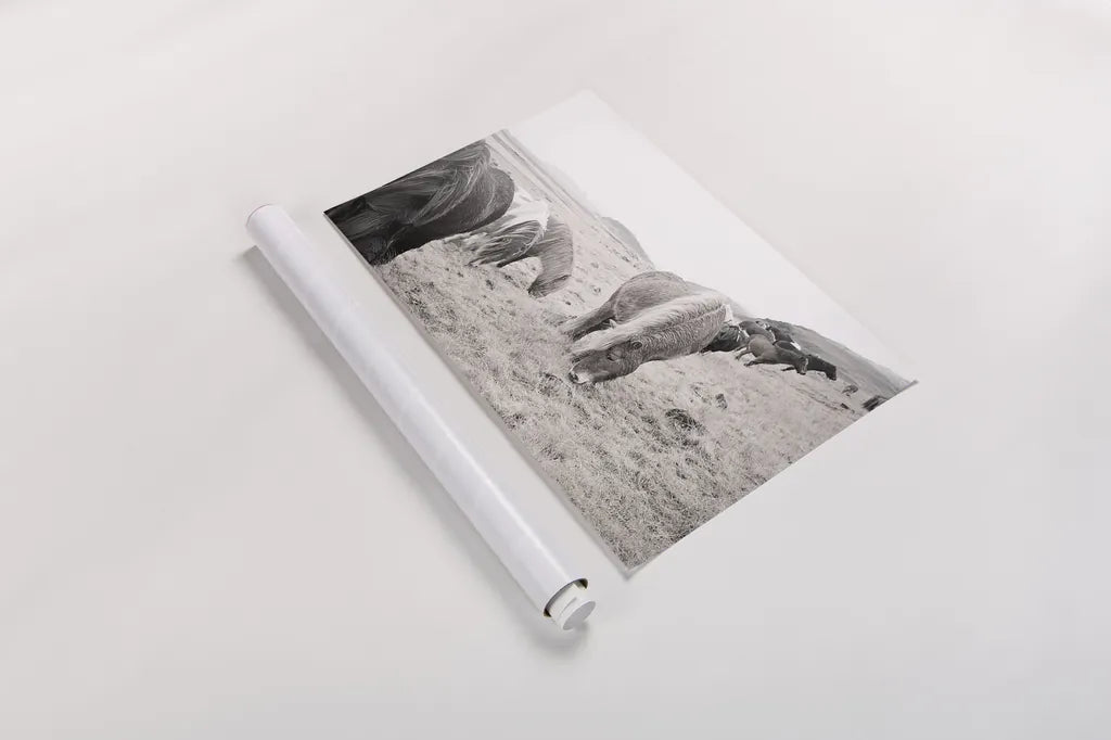 Horses of Hofn II BW by Laura Marshall. shown as a rolled paper print. Available as archival giclee rolled canvas, fine art paper, or poster print. SKU 49813i.