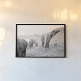 Horses of Hofn II BW by Laura Marshall. shown as a paper print in a black flame. Available as a archival giclee rolled canvas, fine art paper, or poster print. SKU 49813i.