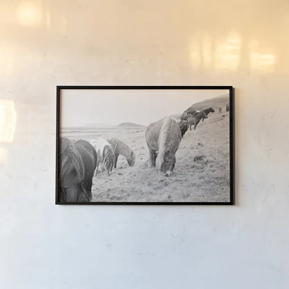 Horses of Hofn II BW by Laura Marshall. shown as a paper print in a black flame. Available as a archival giclee rolled canvas, fine art paper, or poster print. SKU 49813i.
