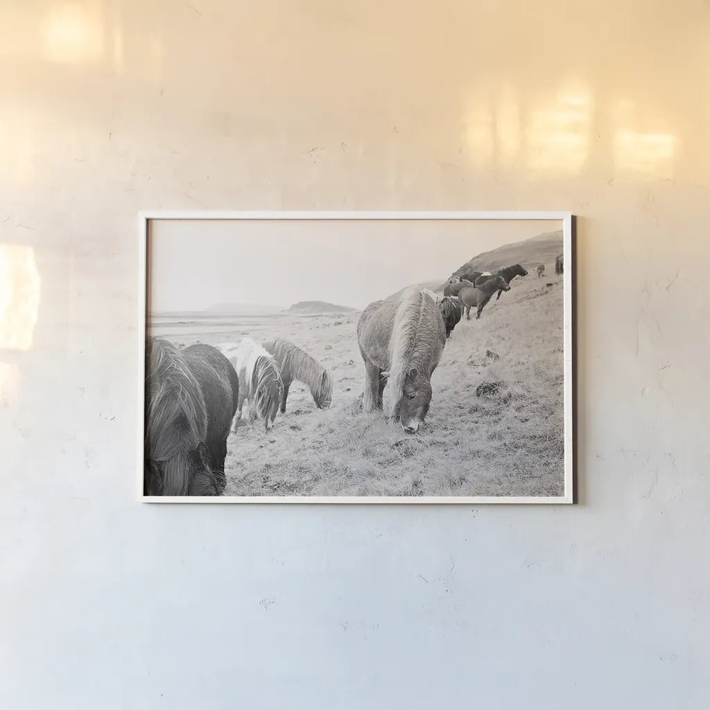 Horses of Hofn II BW by Laura Marshall. shown as a paper print in a white frame. Available as a archival giclee rolled canvas, fine art paper, or poster print. SKU 49813i.