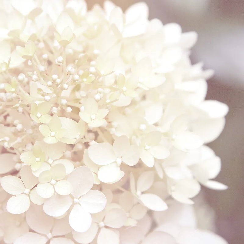 Hydrangea Dream I by Laura Marshall. SKU 21916a. Archival Giclee Fine art print for wall decor.