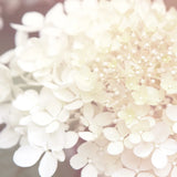 Hydrangea Dream II by Laura Marshall. SKU 21917a. Archival Giclee Fine art print for wall decor.