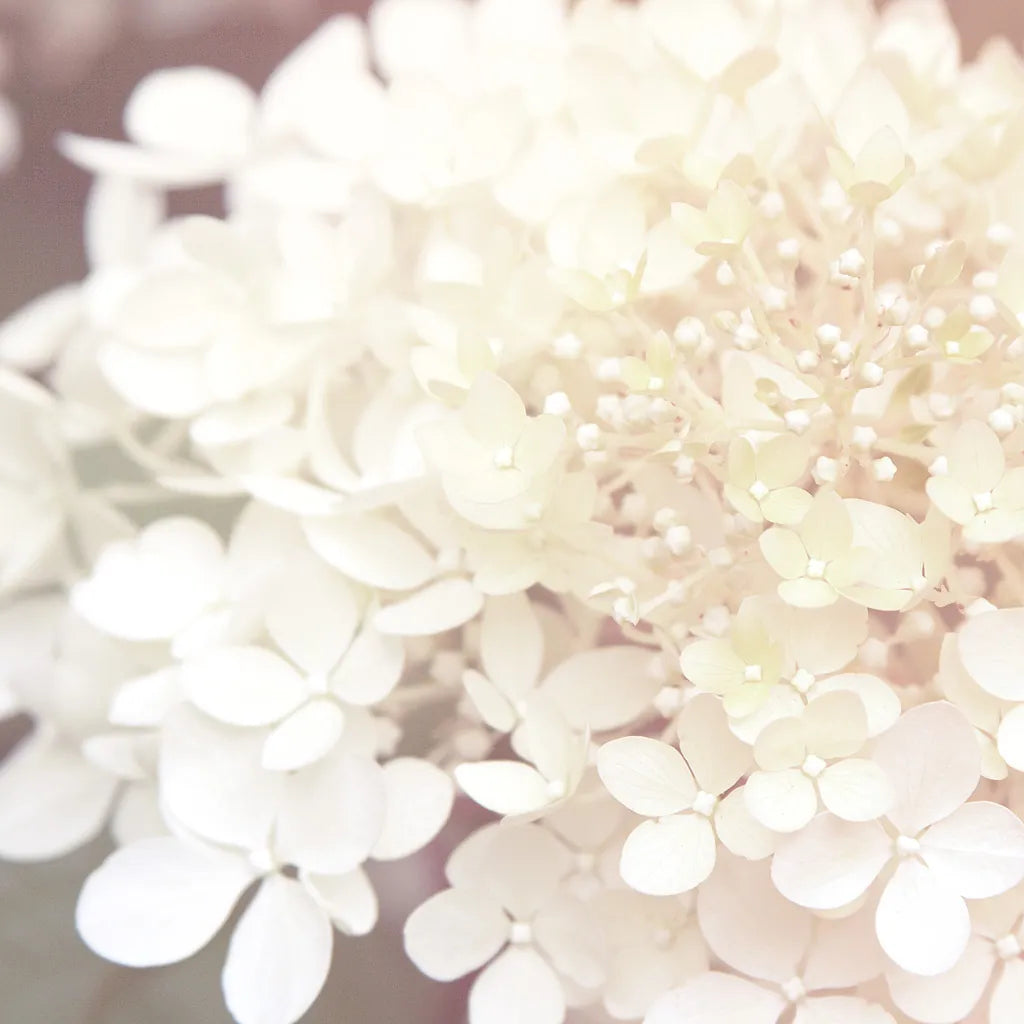 Hydrangea Dream II by Laura Marshall. SKU 21917a. Archival Giclee Fine art print for wall decor.