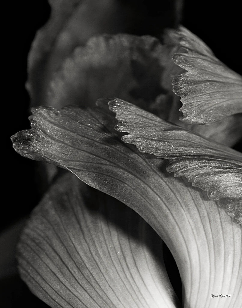 Iris Abstract I by Laura Marshall