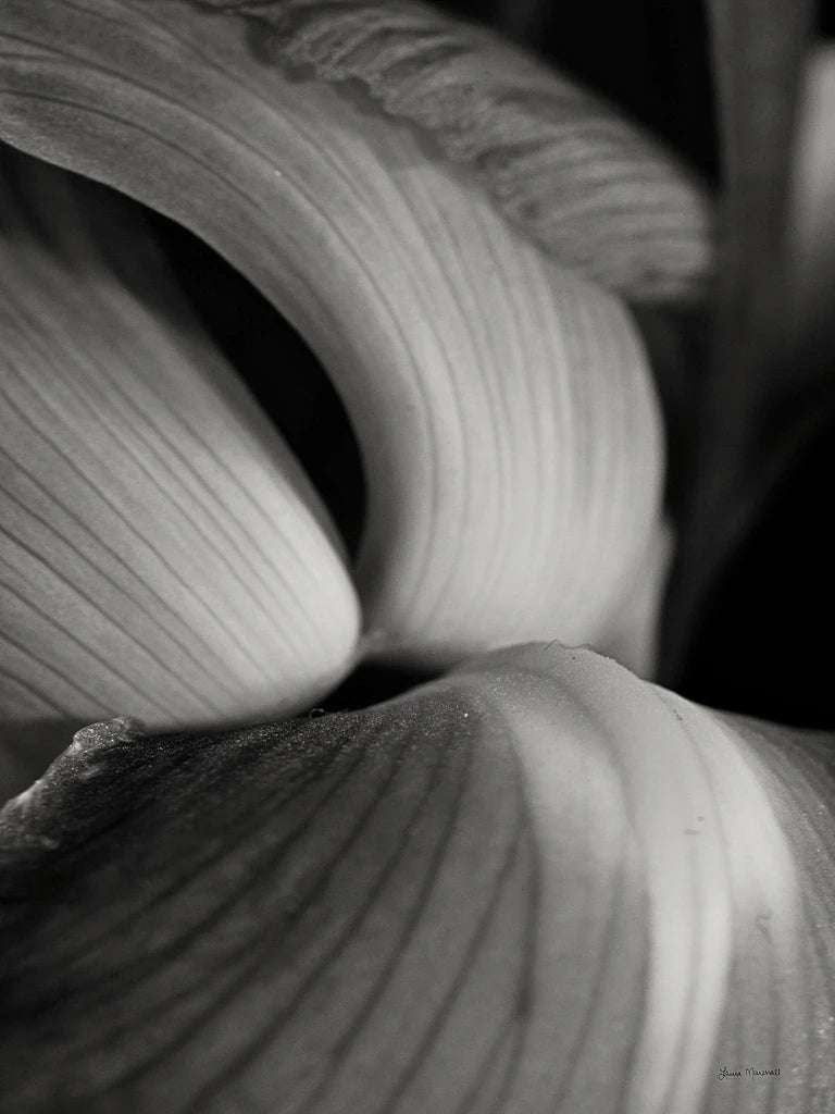 Iris Abstract II by Laura Marshall