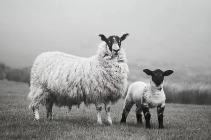 Islay Sheep I by Laura Marshall. SKU 53672i. Archival Giclee Fine art print for wall decor.