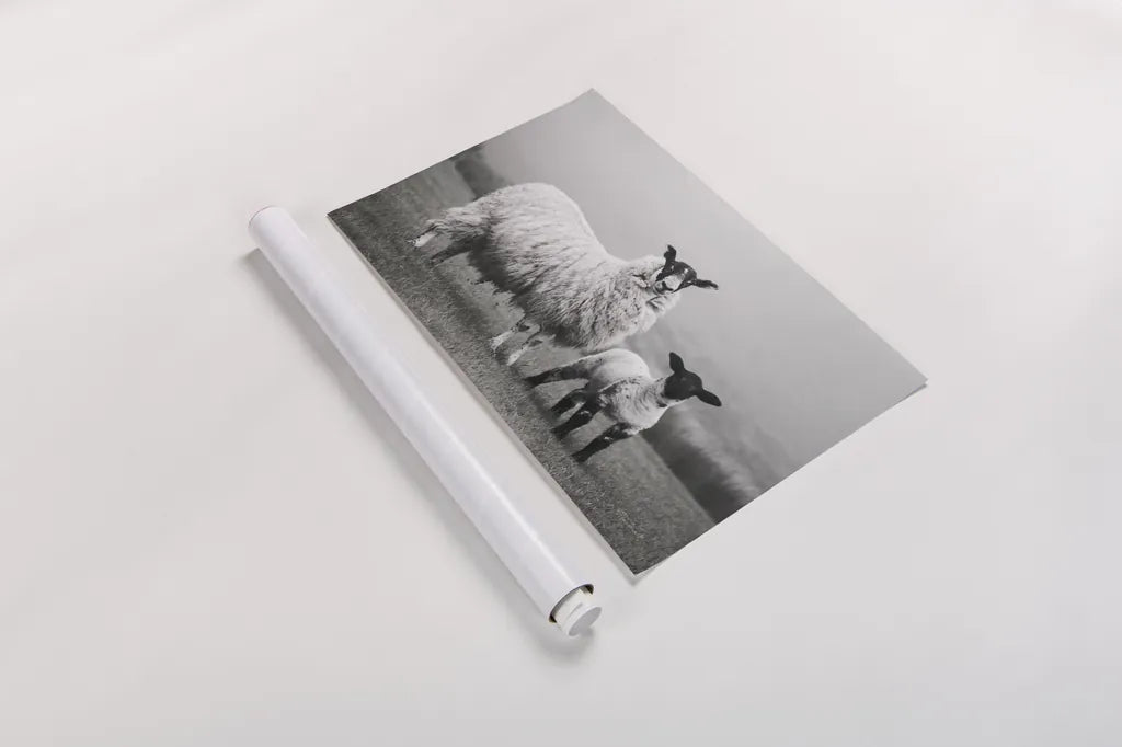 Islay Sheep I by Laura Marshall. shown as a rolled paper print. Available as archival giclee rolled canvas, fine art paper, or poster print. SKU 53672i.