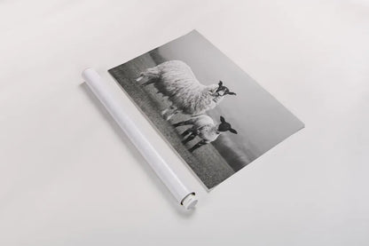 Islay Sheep I by Laura Marshall. shown as a rolled paper print. Available as archival giclee rolled canvas, fine art paper, or poster print. SKU 53672i.