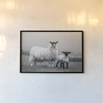 Islay Sheep I by Laura Marshall. shown as a paper print in a black flame. Available as a archival giclee rolled canvas, fine art paper, or poster print. SKU 53672i.