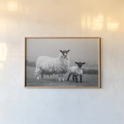 Islay Sheep I by Laura Marshall. shown as a paper print in a natural frame. Available as a archival giclee rolled canvas, fine art paper, or poster print. SKU 53672i.