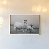 Islay Sheep I by Laura Marshall. shown as a paper print in a white frame. Available as a archival giclee rolled canvas, fine art paper, or poster print. SKU 53672i.