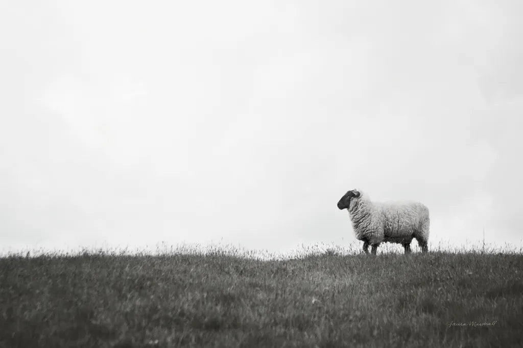 Islay Sheep II by Laura Marshall. SKU 53673i. Archival Giclee Fine art print for wall decor.
