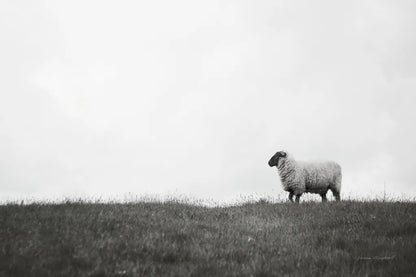 Islay Sheep II by Laura Marshall. SKU 53673i. Archival Giclee Fine art print for wall decor.