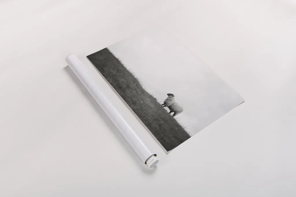 Islay Sheep II by Laura Marshall. shown as a rolled paper print. Available as archival giclee rolled canvas, fine art paper, or poster print. SKU 53673i.