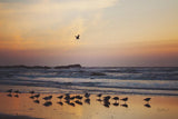 Kalaloch Birds III by Laura Marshall. SKU 42973i. Archival Giclee Fine art print for wall decor.