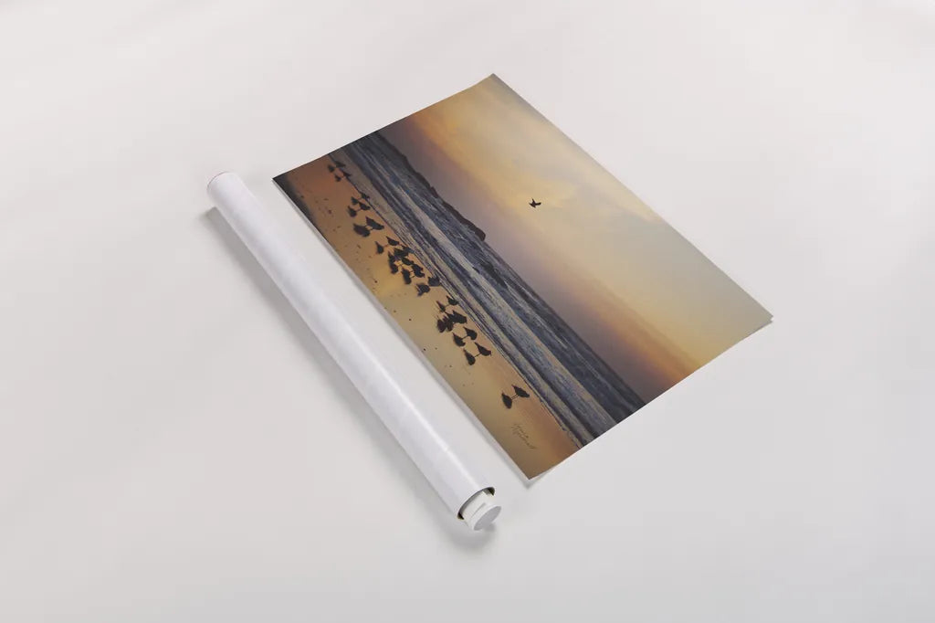 Kalaloch Birds III by Laura Marshall. shown as a rolled paper print. Available as archival giclee rolled canvas, fine art paper, or poster print. SKU 42973i.