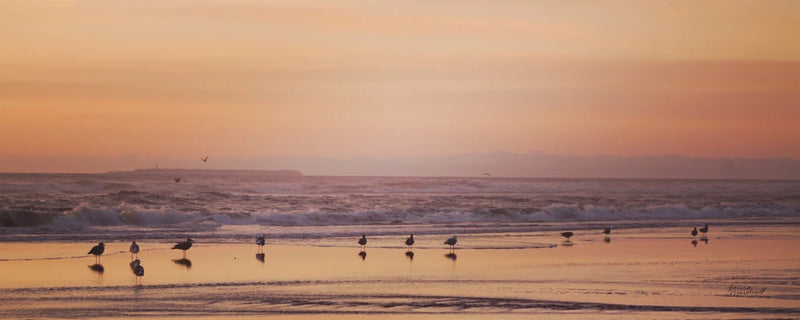 Kalaloch Birds V by Laura Marshall