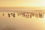 Kalaloch Sunset II by Laura Marshall. SKU 17121i. Archival Giclee Fine art print for wall decor.