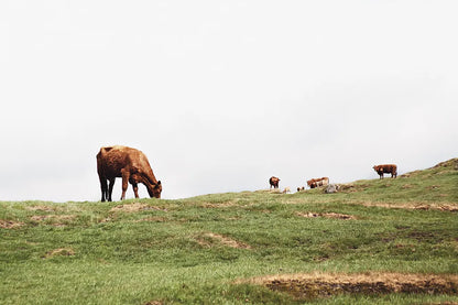 Lake District II by Laura Marshall. SKU 63272i. Archival Giclee Fine art print for wall decor.