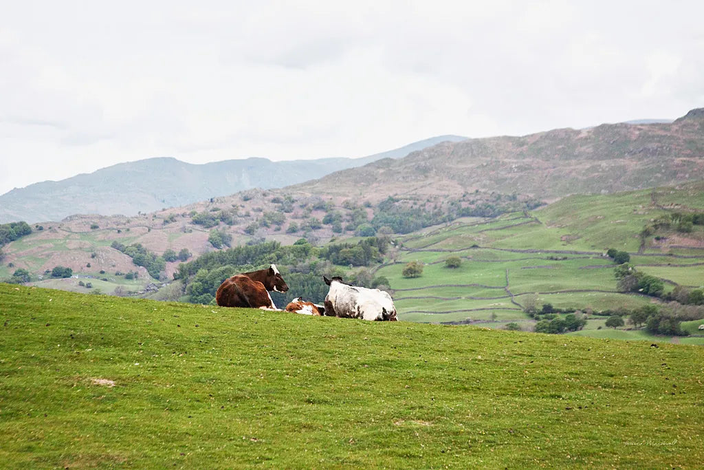 Lake District III by Laura Marshall. SKU 63273i. Archival Giclee Fine art print for wall decor.