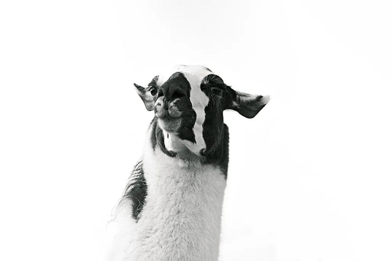 Lovable Llama I by Laura Marshall. SKU 28488i. Archival Giclee Fine art print for wall decor.