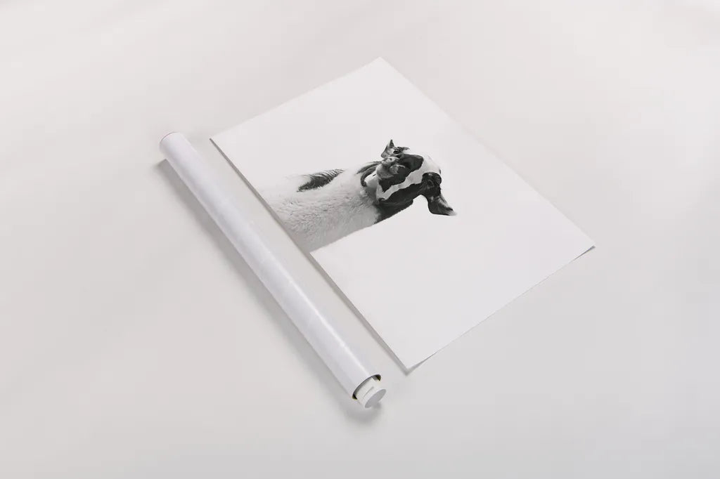 Lovable Llama I by Laura Marshall. shown as a rolled paper print. Available as archival giclee rolled canvas, fine art paper, or poster print. SKU 28488i.