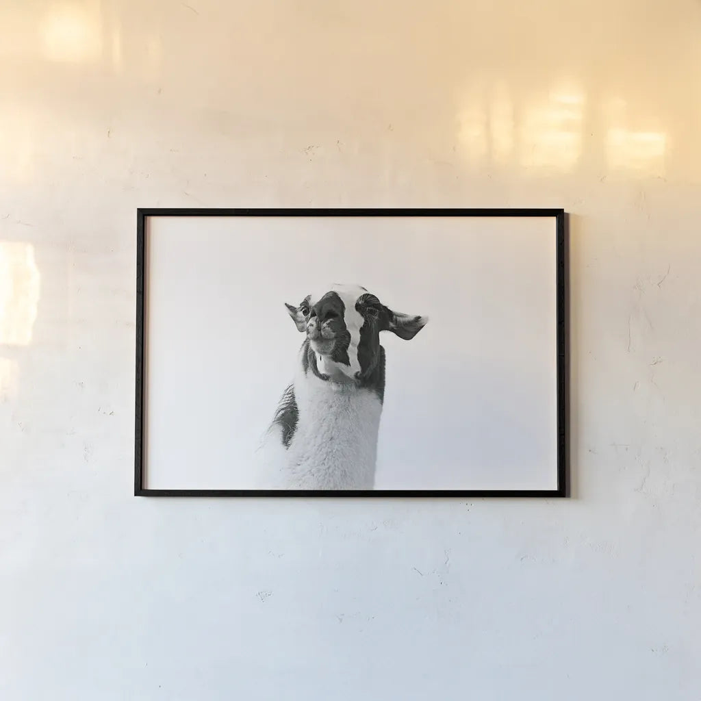 Lovable Llama I by Laura Marshall. shown as a paper print in a black flame. Available as a archival giclee rolled canvas, fine art paper, or poster print. SKU 28488i.