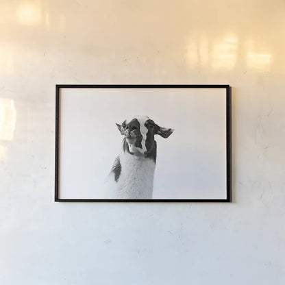Lovable Llama I by Laura Marshall. shown as a paper print in a black flame. Available as a archival giclee rolled canvas, fine art paper, or poster print. SKU 28488i.