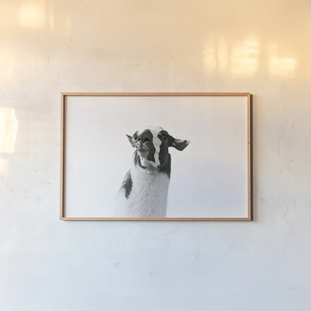 Lovable Llama I by Laura Marshall. shown as a paper print in a natural frame. Available as a archival giclee rolled canvas, fine art paper, or poster print. SKU 28488i.
