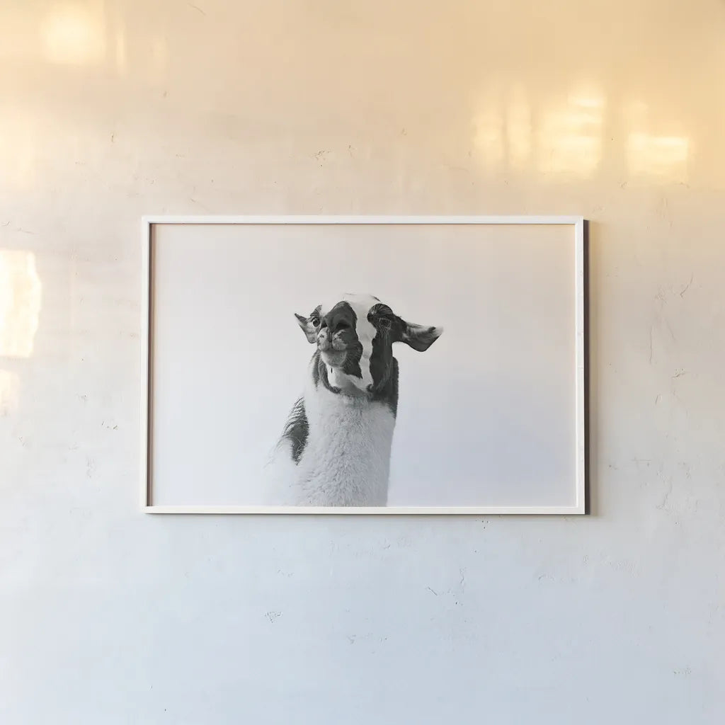 Lovable Llama I by Laura Marshall. shown as a paper print in a white frame. Available as a archival giclee rolled canvas, fine art paper, or poster print. SKU 28488i.