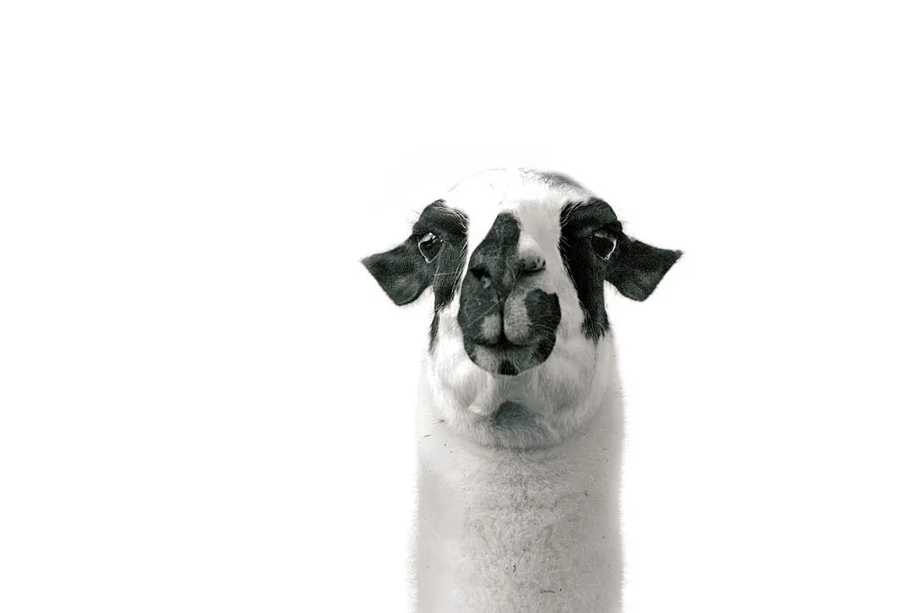 Lovable Llama II by Laura Marshall. SKU 28489i. Archival Giclee Fine art print for wall decor.