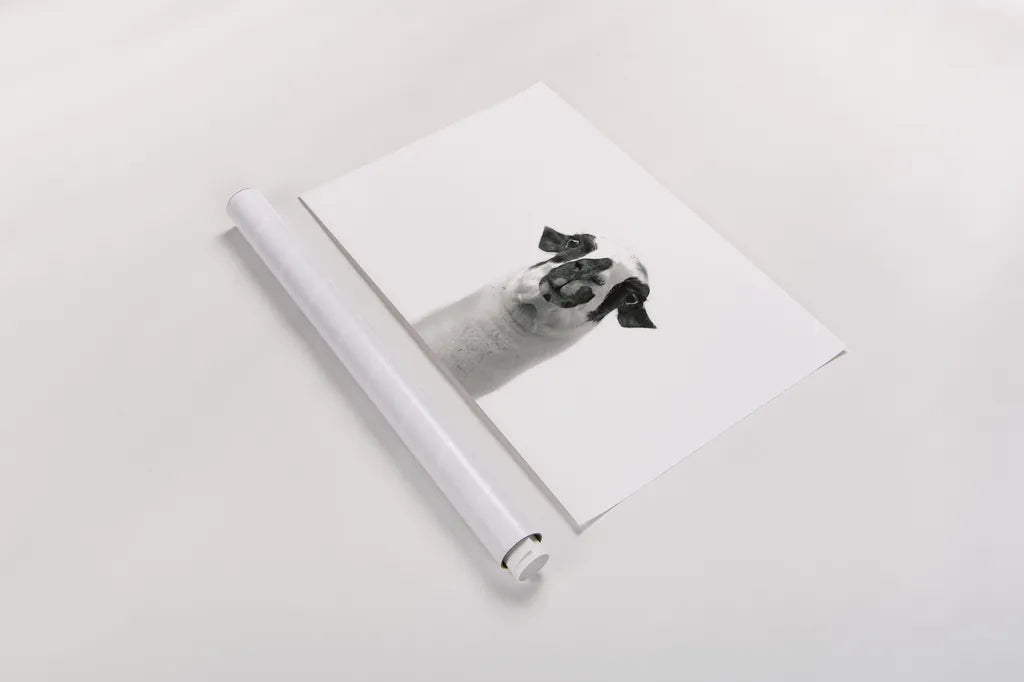 Lovable Llama II by Laura Marshall. shown as a rolled paper print. Available as archival giclee rolled canvas, fine art paper, or poster print. SKU 28489i.