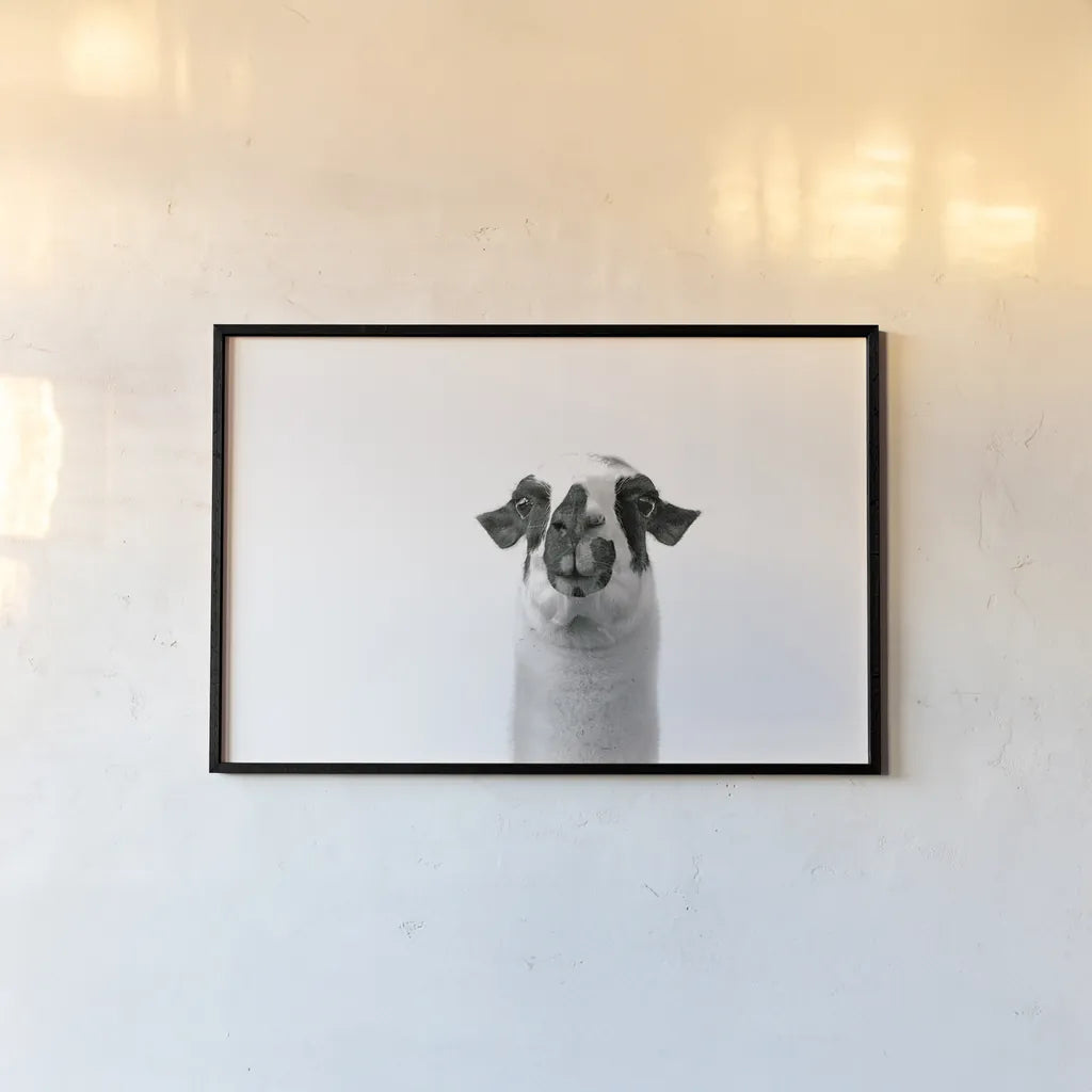 Lovable Llama II by Laura Marshall. shown as a paper print in a black flame. Available as a archival giclee rolled canvas, fine art paper, or poster print. SKU 28489i.