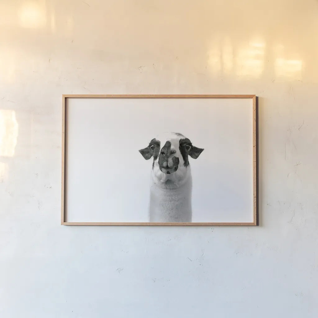 Lovable Llama II by Laura Marshall. shown as a paper print in a natural frame. Available as a archival giclee rolled canvas, fine art paper, or poster print. SKU 28489i.