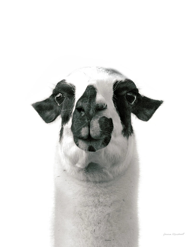 Lovable Llama II Crop by Laura Marshall