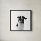 Loveable Llama I Crop by Laura Marshall. Shown in a sleek black glass frame for a contemporary gallery look. Available as an archival giclee rolled canvas, fine art paper, or poster print. SKU 28488a.