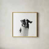 Loveable Llama I Crop by Laura Marshall. Shown in a natural wood glass frame for a timeless modern aesthetic. Available as an archival giclee rolled canvas, fine art paper, or poster print. SKU 28488a.
