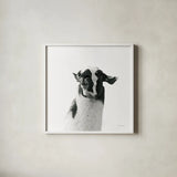 Loveable Llama I Crop by Laura Marshall. Shown in a crisp white glass frame for a clean and minimalist style. Available as an archival giclee rolled canvas, fine art paper, or poster print. SKU 28488a.