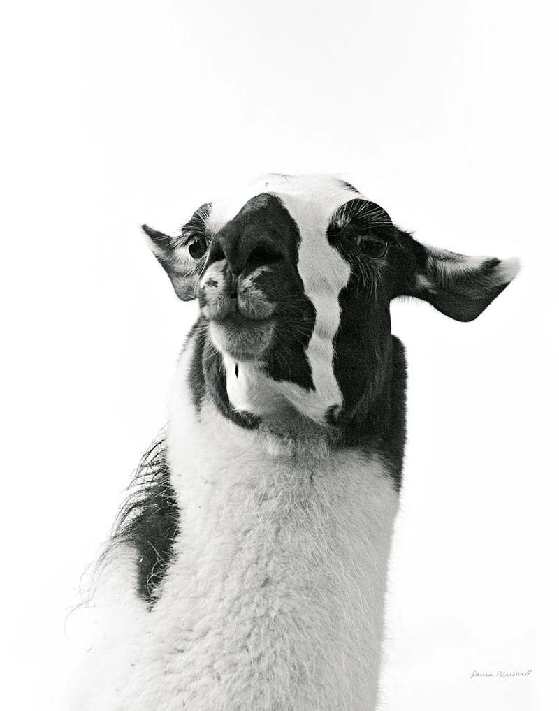 Loveable Llama I Crop by Laura Marshall