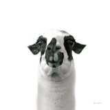 Loveable Llama II Crop by Laura Marshall. SKU 28489a. Archival Giclee Fine art print for wall decor.