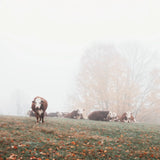 Misty Pasture by Laura Marshall. SKU 68102a. Archival Giclee Fine art print for wall decor.