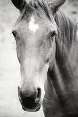 Moke Lake Horses I by Laura Marshall. SKU 84129h. Archival Giclee Fine art print for wall decor.