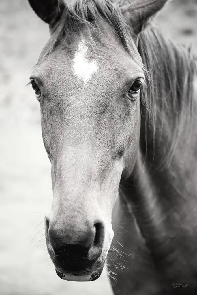 Moke Lake Horses I by Laura Marshall. SKU 84129h. Archival Giclee Fine art print for wall decor.