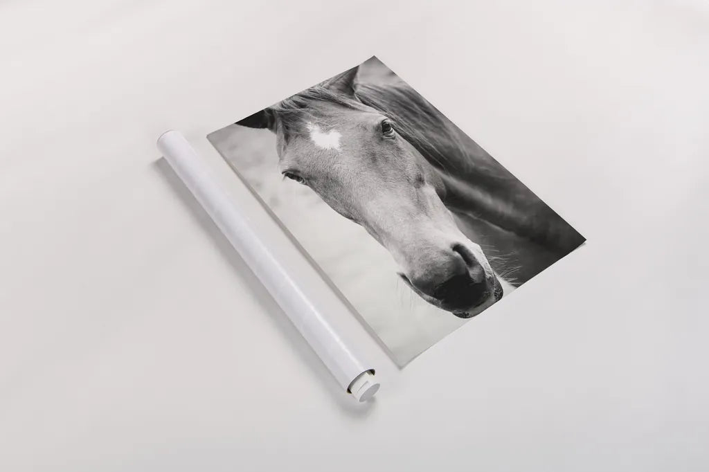 Moke Lake Horses I by Laura Marshall. shown as a rolled paper print. Available as archival giclee rolled canvas, fine art paper, or poster print. SKU 84129h.