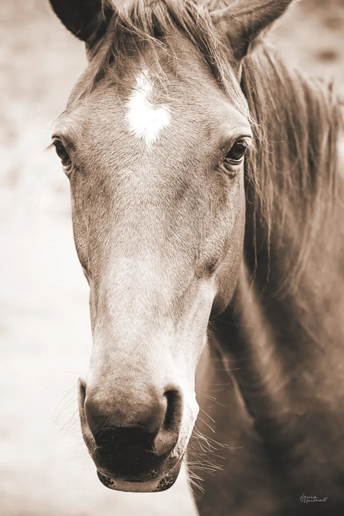 Moke Lake Horses I Sepia by Laura Marshall. SKU 84983h. Archival Giclee Fine art print for wall decor.