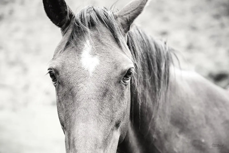 Moke Lake Horses II by Laura Marshall. SKU 84130i. Archival Giclee Fine art print for wall decor.