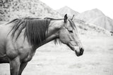 Moke Lake Horses III by Laura Marshall. SKU 84131i. Archival Giclee Fine art print for wall decor.