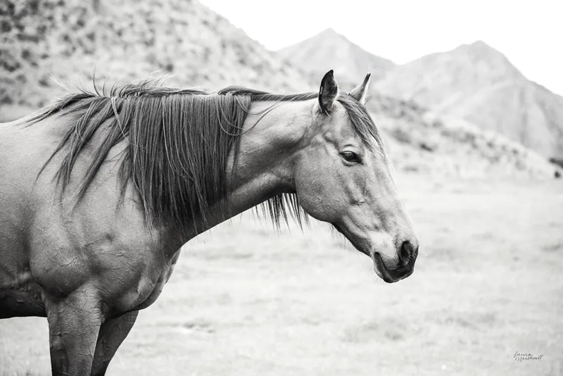 Moke Lake Horses III by Laura Marshall. SKU 84131i. Archival Giclee Fine art print for wall decor.
