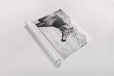 Moke Lake Horses III by Laura Marshall. shown as a rolled paper print. Available as archival giclee rolled canvas, fine art paper, or poster print. SKU 84131i.