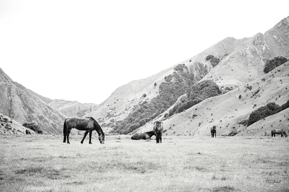 Moke Lake Horses IV by Laura Marshall. SKU 84132i. Archival Giclee Fine art print for wall decor.